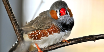 Ergotherapie Troisdorf Nina Feuerherm Zebrafink